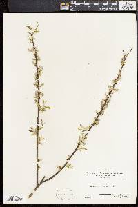 Salix sericea image