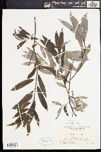 Salix sericea image