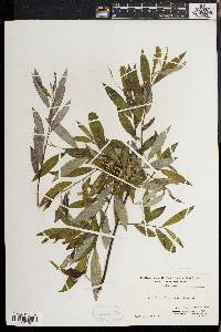 Salix sericea image