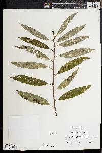 Salix sericea image