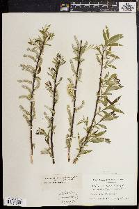 Salix sericea image