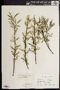 Salix sericea image