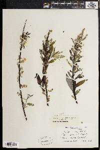 Salix sericea image