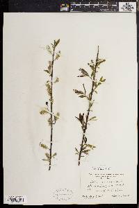 Salix sericea image