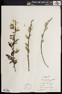 Salix sericea image