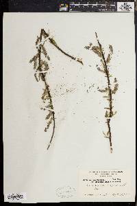 Salix sericea image