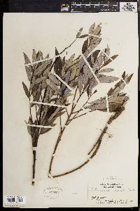 Salix sericea image