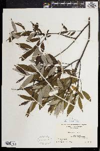 Salix sericea image