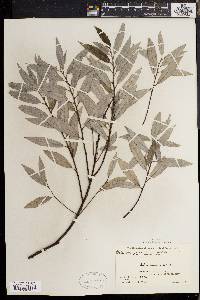 Salix sericea image