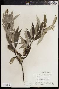 Salix sericea image