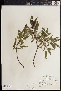 Salix sericea image