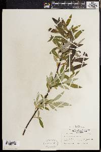 Salix sericea image