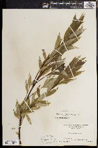 Salix sericea image