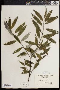 Salix sericea image