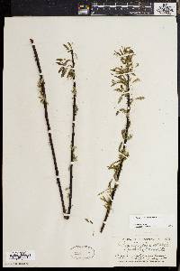 Salix sericea image