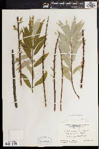 Salix sericea image
