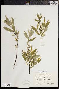 Salix sericea image