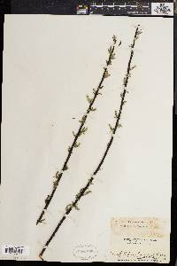 Salix sericea image