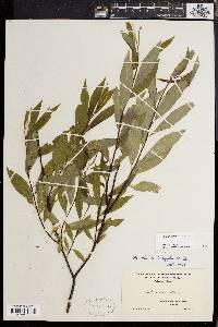 Salix sericea image