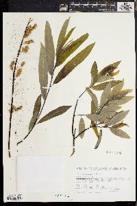 Salix sericea image