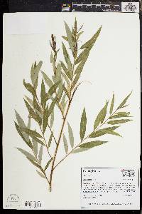 Salix sericea image