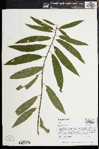 Salix sericea image