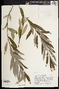 Salix sericea image