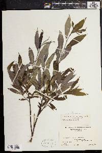 Salix sericea image