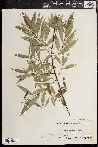 Salix sericea image