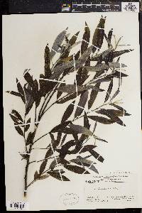 Salix sericea image