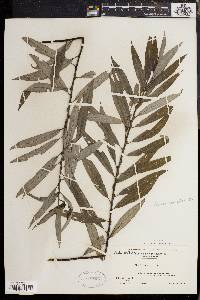 Salix sericea image