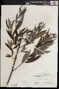 Salix sericea image