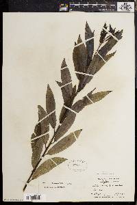 Salix sericea image