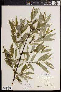 Salix sericea image