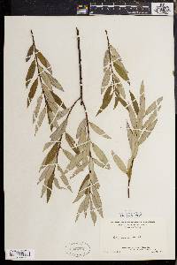 Salix sericea image