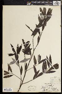 Salix sericea image