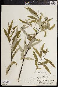 Salix sericea image