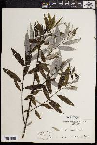 Salix sericea image