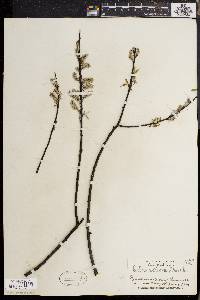 Salix sericea image