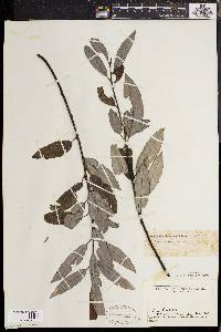 Salix sericea image