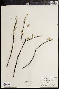 Salix sericea image