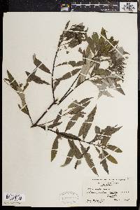 Salix sericea image