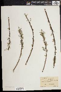 Salix sericea image