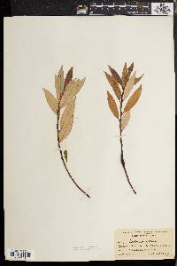 Salix sericea image