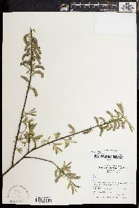 Salix sericea image