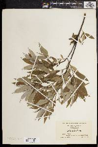 Salix sericea image