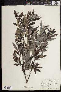 Salix sericea image