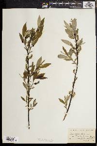 Salix sericea image