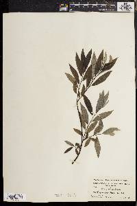 Salix sericea image