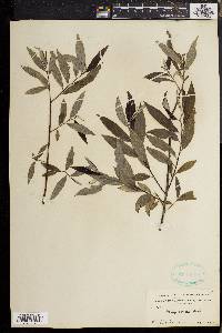 Salix sericea image